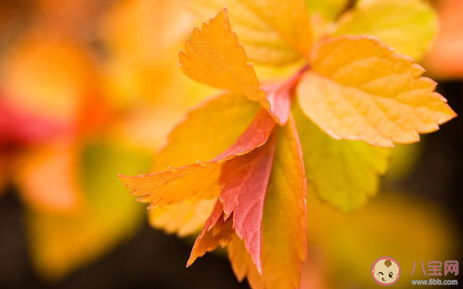 二十四節氣立秋到了發朋友圈的祝福語說說 二十四節氣立秋的經典祝福語文案大全