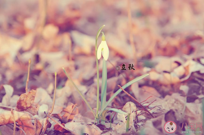 2020立秋圖片一句話發(fā)朋友圈文案 2020立秋圖片美好朋友圈說說