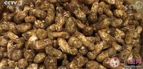 關于吃野生菌發朋友圈說說 吃到菌子經典幽默句子