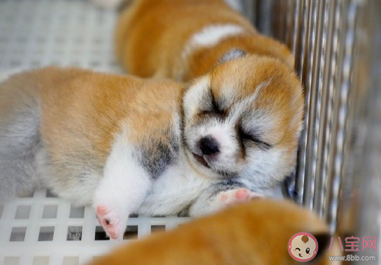 關(guān)于總是睡不醒的朋友圈搞笑說說 表達(dá)自己睡不醒幽默搞笑說說