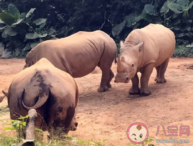 孩子第一次去動物園的心情說說 帶孩子逛動物園后的說說句子 孩子第一次去動物園的心情說說 帶孩子逛動物園后的說說句子