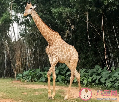孩子第一次去動物園的心情說說 帶孩子逛動物園后的說說句子 孩子第一次去動物園的心情說說 帶孩子逛動物園后的說說句子