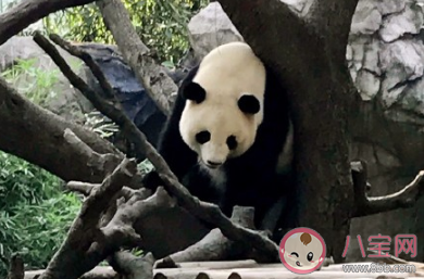 孩子第一次去動物園的心情說說 帶孩子逛動物園后的說說句子 孩子第一次去動物園的心情說說 帶孩子逛動物園后的說說句子