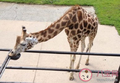 陪孩子去動物園玩發(fā)朋友圈說說 陪孩子逛動物園的感受說說