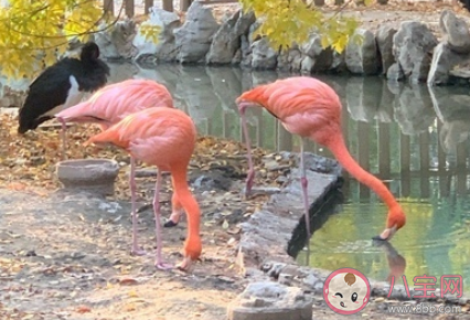 陪孩子去動物園玩發(fā)朋友圈說說 陪孩子逛動物園的感受說說