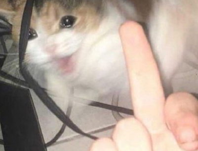 毛曉彤流淚貓貓頭怎么回事 流淚貓貓頭表情包圖片