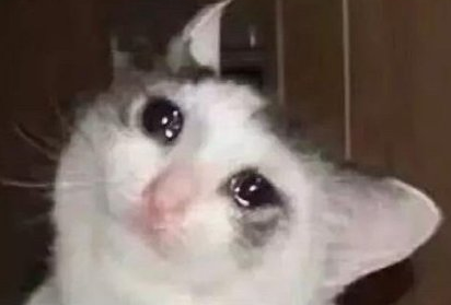 毛曉彤流淚貓貓頭怎么回事 流淚貓貓頭表情包圖片