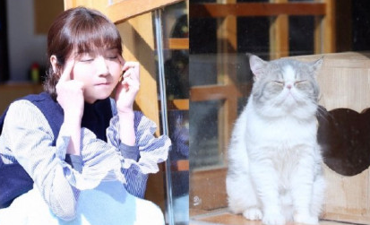 毛曉彤流淚貓貓頭怎么回事 流淚貓貓頭表情包圖片