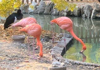 陪孩子去動物園玩發(fā)朋友圈說說 陪孩子逛動物園的感受說說