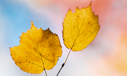 2020立秋節氣手抄報大全 立秋手抄報的相關內容 2020立秋節氣手抄報大全 立秋手抄報的相關內容