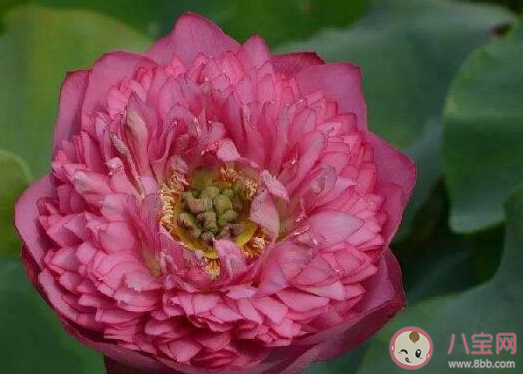 東北人沒見過荷花是什么梗 東北人沒見過荷花梗的出處是什么