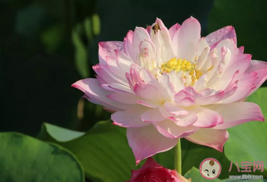男生花三年時間為女友種出半畝荷塘真的嗎 荷花要怎么種植能成功。