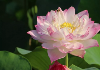 男生花三年時間為女友種出半畝荷塘真的嗎 荷花要怎么種植能成功。