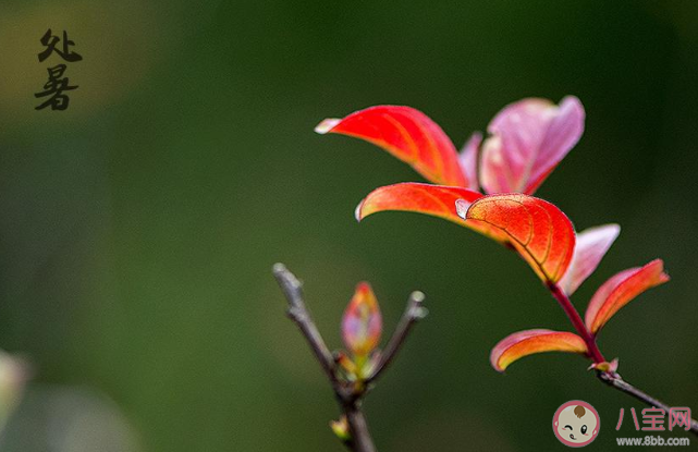 2020今日處暑節氣一句話朋友圈帶圖 2020今日處暑圖片發朋友圈說說句子