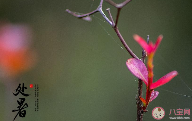 2020今日處暑節氣一句話朋友圈帶圖 2020今日處暑圖片發朋友圈說說句子