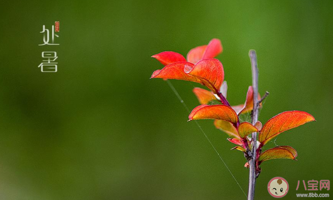 2020今日處暑節氣一句話朋友圈帶圖 2020今日處暑圖片發朋友圈說說句子