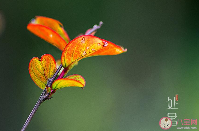 2020今日處暑節氣一句話朋友圈帶圖 2020今日處暑圖片發朋友圈說說句子