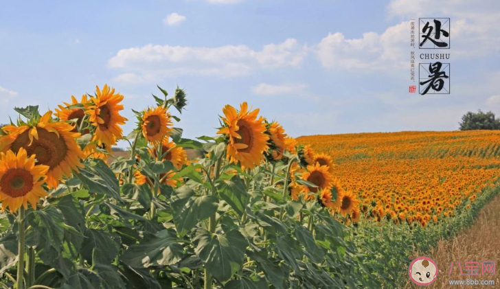 2020今日處暑早安心語 2020處暑節氣早安的說說 2020今日處暑早安心語 2020處暑節氣早安的說說