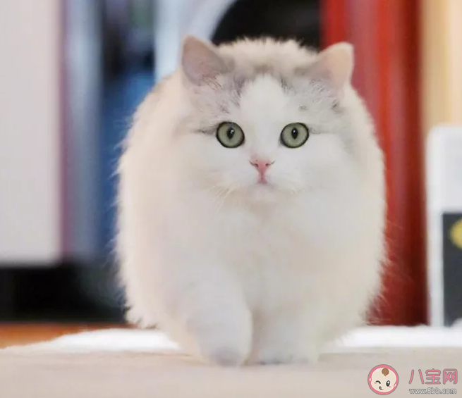 2020國際貓咪日是幾月幾號 國際貓咪日是哪一天 2020國際貓咪日是幾月幾號 國際貓咪日是哪一天