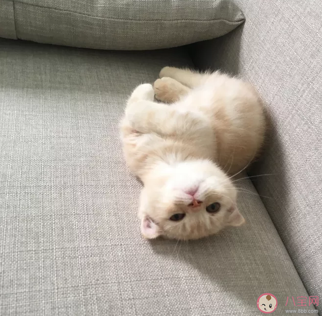 2020國際貓咪日是幾月幾號 國際貓咪日是哪一天 2020國際貓咪日是幾月幾號 國際貓咪日是哪一天