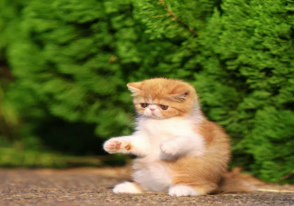 2020國際貓咪日是幾月幾號 國際貓咪日是哪一天