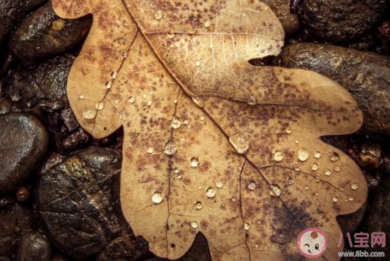 第一場秋雨圖片發朋友圈句子 第一場秋雨朋友圈圖片說說