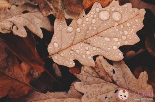 第一場秋雨圖片發朋友圈句子 第一場秋雨朋友圈圖片說說