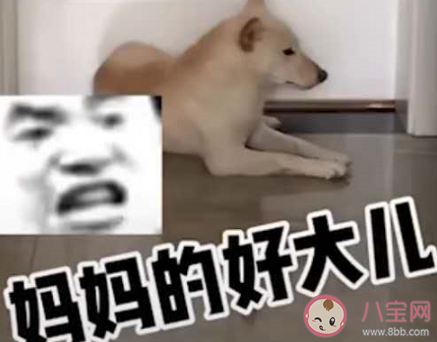 媽媽的好大兒是什么意思什么梗 媽媽的好大兒梗的出處是什么