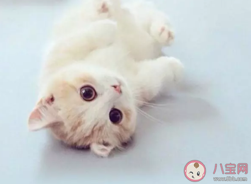 媽媽的好大兒是什么意思什么梗 媽媽的好大兒梗的出處是什么