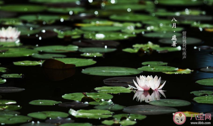 2020處暑節氣圖片暖心問候語文案大全 2020處暑節氣送祝福的暖心說說帶圖 2020處暑節氣圖片暖心問候語文案大全 2020處暑節氣送祝福的暖心說說帶圖