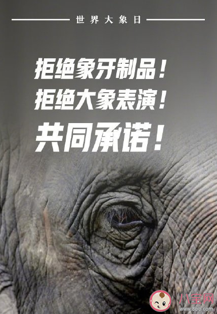 世界大象日朋友圈說說 保護大象宣傳語句子