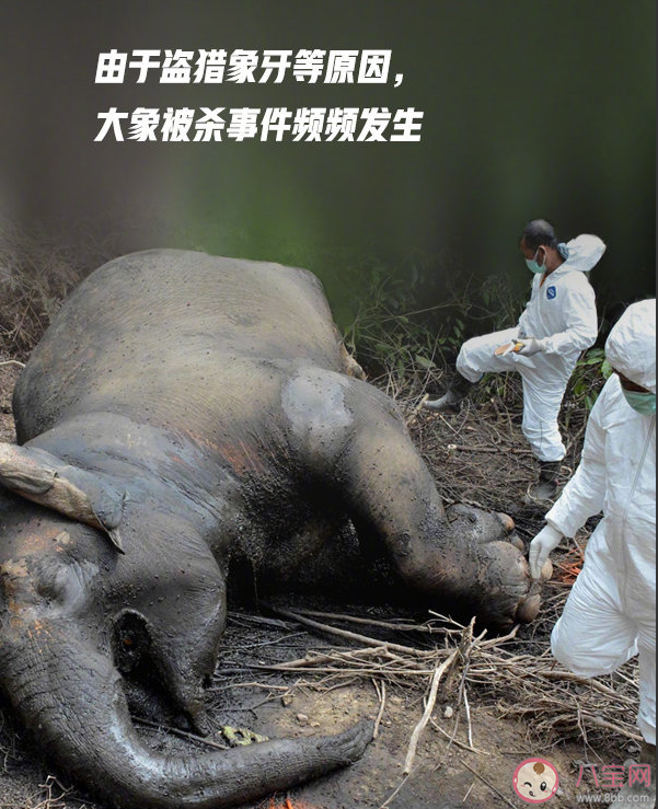 2020世界大象日是幾月幾日 保護大象的宣傳標語大全