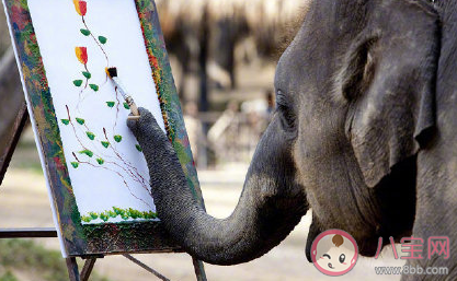 世界大象日文案句子 保護大象的朋友圈文案