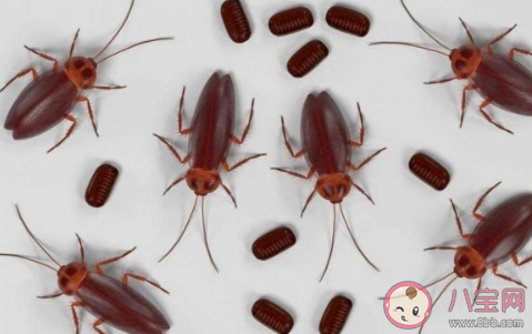 如何治蟑螂最有效的方法是什么  怎么樣可以根除蟑螂
