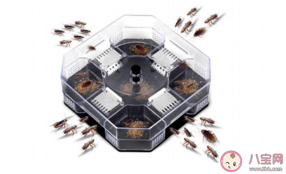 如何治蟑螂最有效的方法是什么  怎么樣可以根除蟑螂