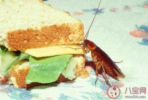 如何治蟑螂最有效的方法是什么  怎么樣可以根除蟑螂
