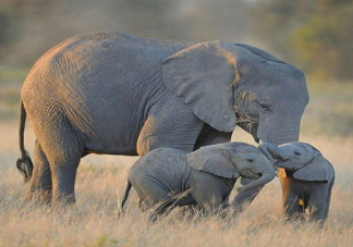 2020世界大象日是幾月幾日 保護大象的宣傳標語大全