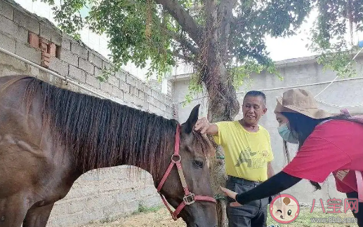 下海救人兩匹救命恩馬去世事情經過是什么 馬游泳可以多遠能游多