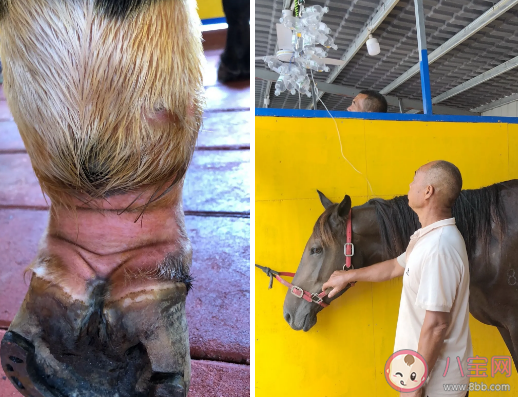 下海救人兩匹救命恩馬去世事情經過是什么 馬游泳可以多遠能游多