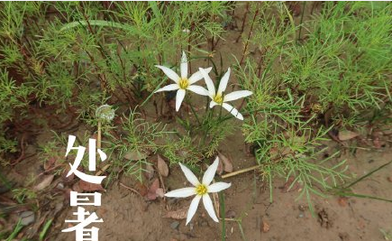 二十四節氣處暑圖片問候語文案句子 24節氣之處暑送問候的圖片文案說說 二十四節氣處暑圖片問候語文案句子 24節氣之處暑送問候的圖片文案說說