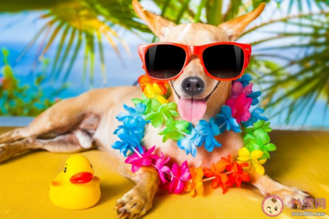 2020七夕單身狗發朋友圈搞笑文案 2020七夕適合單身狗的文案說說 2020七夕單身狗發朋友圈搞笑文案 2020七夕適合單身狗的文案說說