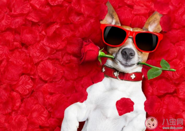 2020七夕單身狗發朋友圈搞笑文案 2020七夕適合單身狗的文案說說 2020七夕單身狗發朋友圈搞笑文案 2020七夕適合單身狗的文案說說