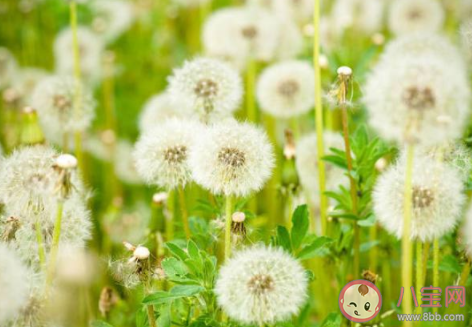 螞蟻莊園11月30日答案 下列哪種植物又被稱為黃花地丁婆婆丁 螞蟻莊園11月30日答案 下列哪種植物又被稱為黃花地丁婆婆丁
