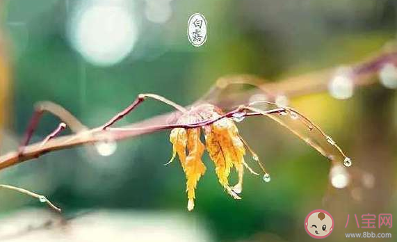 到處暑節(jié)氣了心情說說 2020處暑節(jié)氣發(fā)朋友圈文案 到處暑節(jié)氣了心情說說 2020處暑節(jié)氣發(fā)朋友圈文案