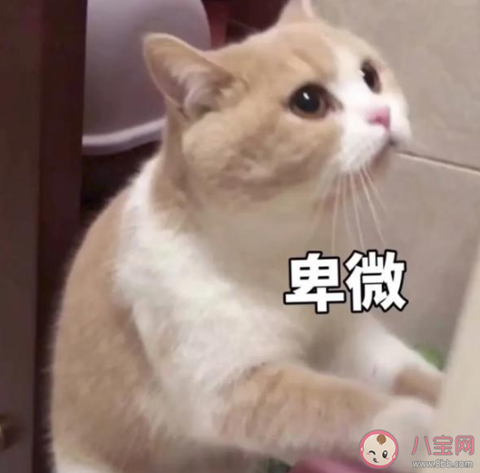 成年人卑微的瞬間盤(pán)點(diǎn) 成年人卑微生活日常 成年人卑微的瞬間盤(pán)點(diǎn) 成年人卑微生活日常