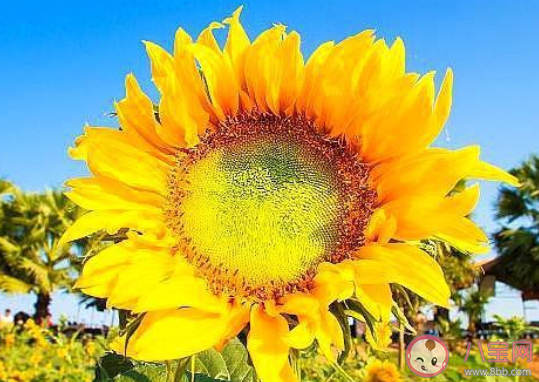 向日葵會一直跟著太陽的方向轉來轉去嗎 螞蟻莊園8月18日答案