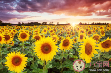 螞蟻小課堂8月18日答案 向日葵會一直跟著太陽的方向轉來轉去嗎