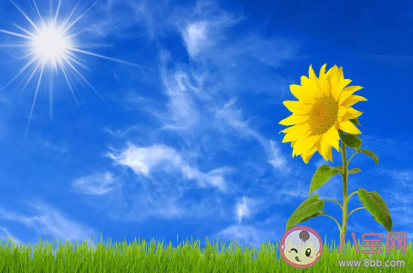 螞蟻小課堂8月18日答案 向日葵會一直跟著太陽的方向轉來轉去嗎