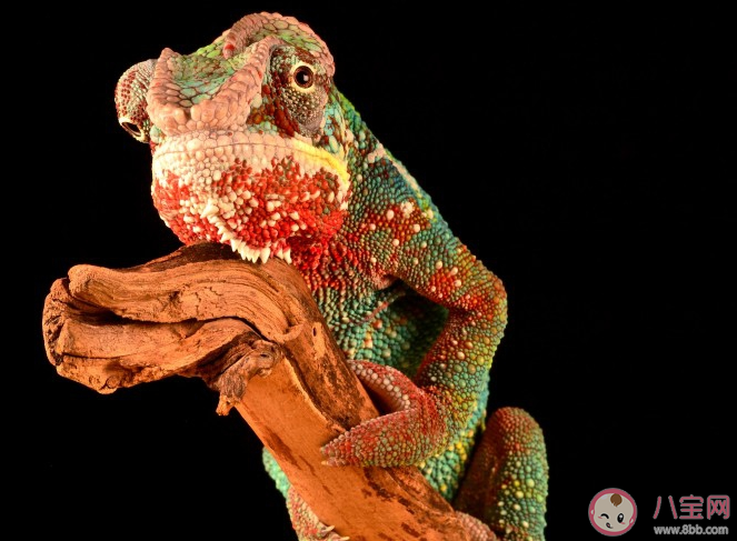 變色龍的頭上為什么會有一個洞 變色龍頭上的洞是第三只眼嗎 變色龍的頭上為什么會有一個洞 變色龍頭上的洞是第三只眼嗎