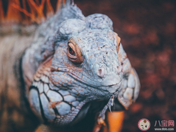 變色龍的頭上為什么會有一個洞 變色龍頭上的洞是第三只眼嗎 變色龍的頭上為什么會有一個洞 變色龍頭上的洞是第三只眼嗎